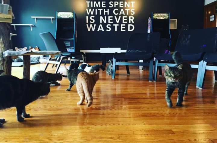 3 purr-fect Chicago hangouts for a kitty fix
