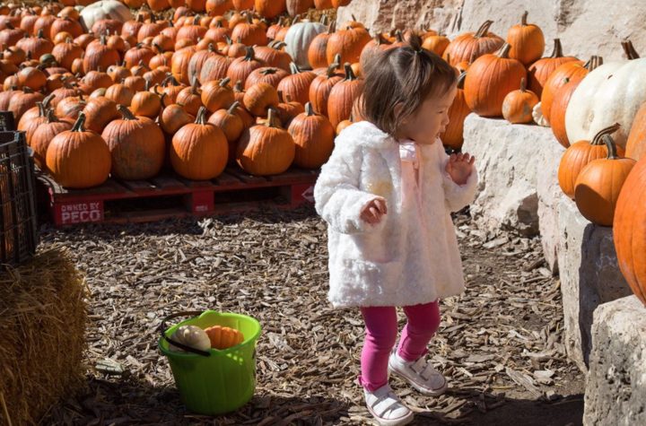 The best pumpkin patches in the city